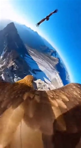 Golden Eagle POV Flight 4K Extreme Freefall