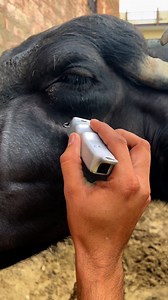 2.9M views · 12K reactions | Z-Black #Pashupalan #पशुपालन #पशु #jhota #buffalo #dairyfarming #dairyfarm #dairy #kisan #farmers #reelsviralシ #gillmurrahfarm #viralreels #fbreels #fbreelsvideo #reelsviral #reelschallenge | Gill Murrah Farm | Facebook