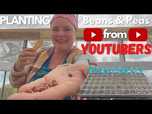 Planting Beans In Greenhouse From Many YOUTUBE CREATORS: Start Growing Peas and Beans Indoors