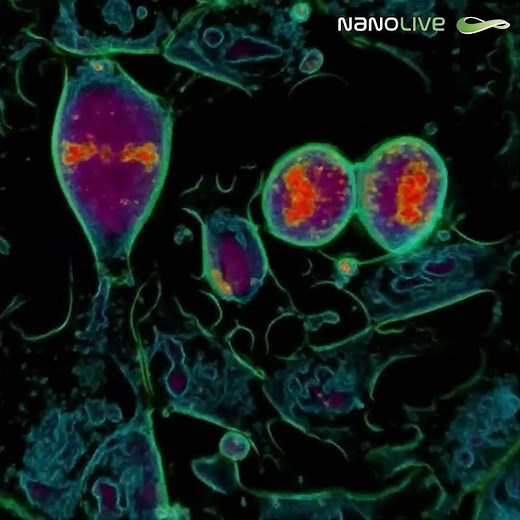 Mitosis in mouse embryonic stem cells