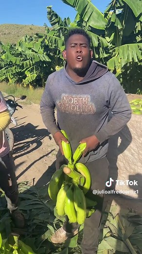 Harvesting Bananas: A Step-by-Step Outdoor Guide