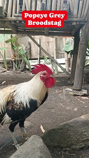 13K views · 204 reactions | Popeye Grey #highlights #followersシ゚ #fypシ゚ #fypviralシ #popeyegrey #gilmorehatch #everyoneシ゚ | Noel Detangco | Facebook