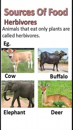 CBSE/NCERT Science Class6 (Sources Of Food) Herbivores #BrightIQ #Shorts