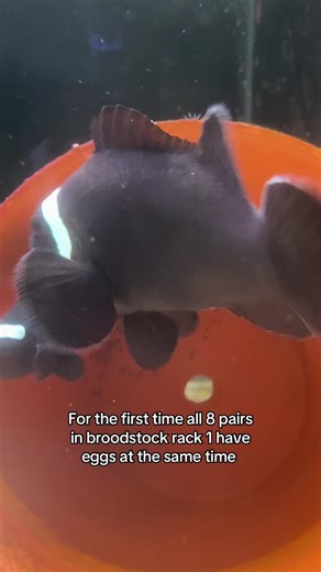 Clownfish Breeding Success: All Pairs with Eggs