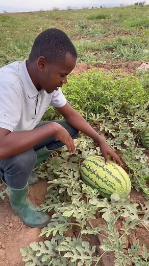 TUNALIMA HUMU HUMU TUNAHUDUMIA HUMU HUMU TUNAVUNA UKIWA HUMU HUMU😃 #tukafosichaka | Msaku Safi Farm