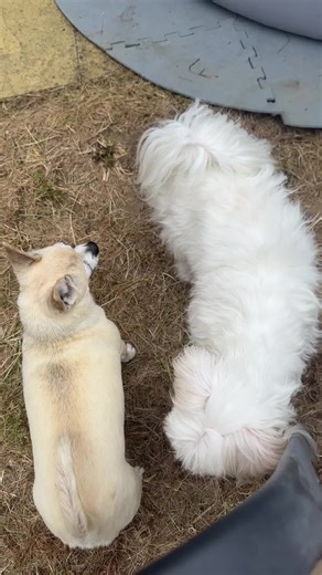 Mini Moo Moo on TikTok