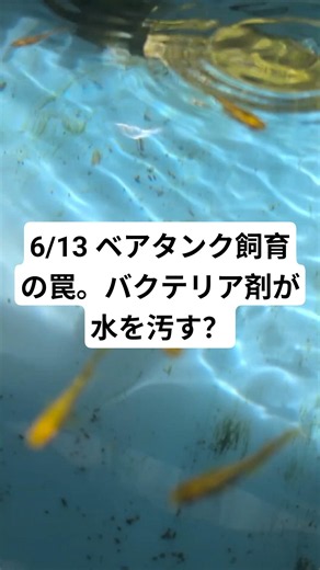 6/13 The Trap of Bare-Bottom Tanks: Are Bacteria Supplements Polluting Your Water? #Medaka #Medak...