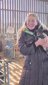 Visit an indoor lambing shed with Fi, who gives us a tour around a sheep 'maternity ward'🐑🍼 #BackBritishFarming #Lamb #Lambing #MaternityWard #Sheep | Back British Farming NFU