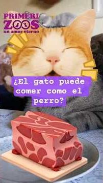 La dieta del gato #petlover#catlover#gatos#mascotas#fyp