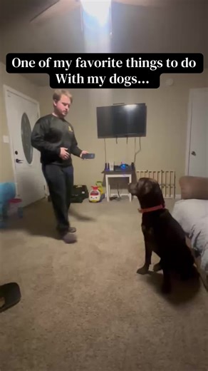 I love making my dogs fetch random objects. It’s almost a test to see what they will or won’t pick up! #dog #dogsoftiktok #dogtok #DogTraining #labrador