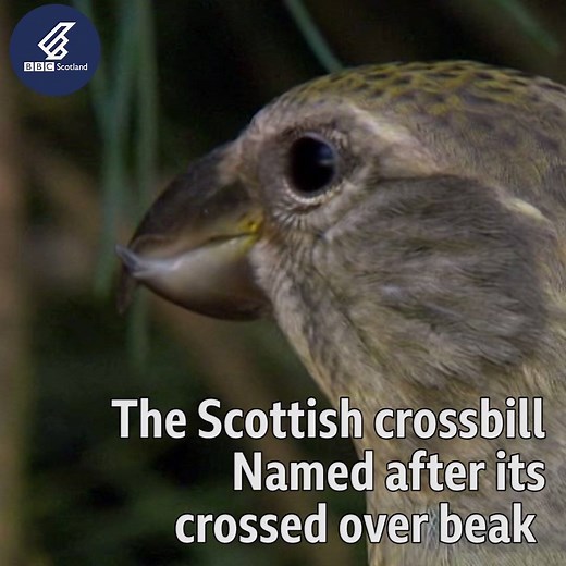 102K views · 267 reactions | The Scottish crossbill is at risk of climate change extinction, according to the RSPB. | BBC Scotland | Facebook