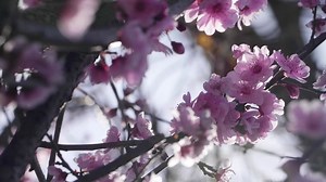 Pink Tree Blossoming | Free Stock Video Footage