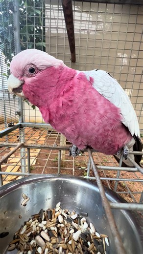Cacatua rosecapilla 🦜🦜#perte