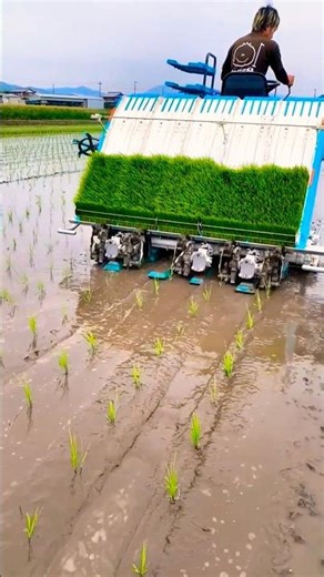 Kubota paddy transplanter machine 🔥 #shorts #kubota #paddytransplanter