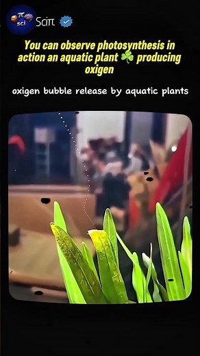 aquatic plants producing oxigen #fact #demonstration #science #plant #photosynthesis
