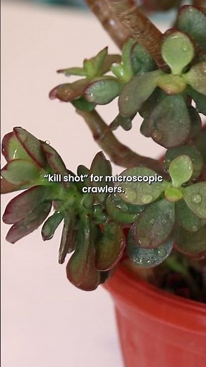How to Get Rid of MEALYBUGS for Good 🩺🌿