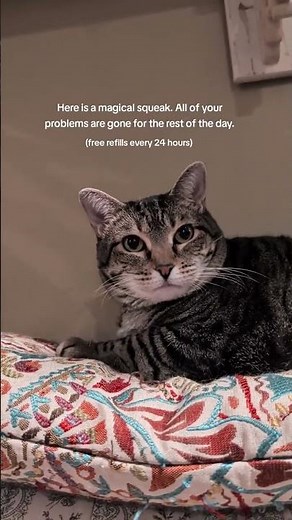 @lookitstelly: Thank you, Ash #cat #catlover #kitty