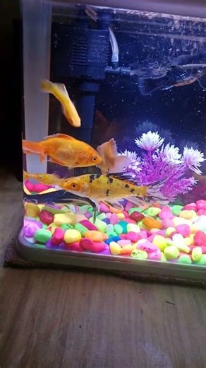 # Chicklet Molly Tank Set-up #fish #life
