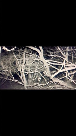 Caméra de chasse poser de puis 3 jours dans la forêt #battue #chasse #chien #fusilli #gibier #orange