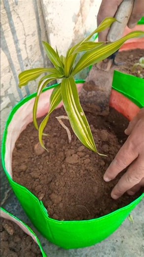 पौधे लगाओ ये घाव नहीं chav देगें 🌱 #gardening #garden #plants #homegardening #shorts