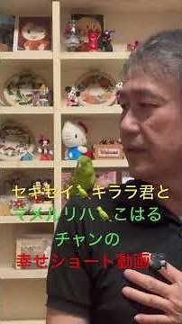 セキセイインコとマメルリハインコの幸せショート動画🎥 2026年7月28日(火)朝7時の様子