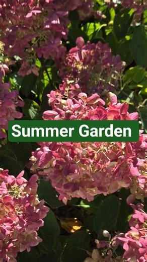 A Look at Our Summer Garden Hydrangeas, Coneflowers, Black-Eyed Susans #shorts