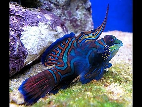 The Most Colorful Fish In The World / Mandarinfish / Synchiropus Splendidus