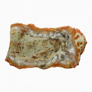 Coprolite Slab - Cow Patty Structure Utah - Etsy Canada