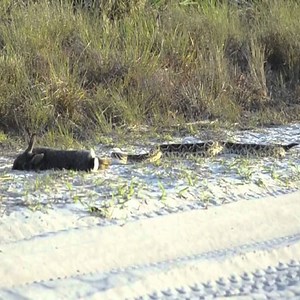 1.6M views · 4.7K reactions | MUST SEE - SNAKE ATTACKS RABBIT FROM BEHIND. | Whats Animals | Facebook
