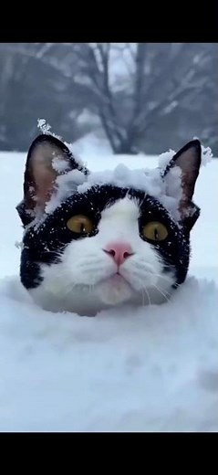 Your Cat Does This Better #cats #challenge #grease