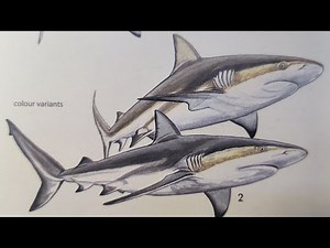 How To Draw a Caribbean Reef Shark