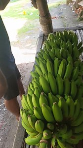 Qkee are ereke am tai ni mataku koaki ataia bwa ea kaan irabwuii bwakan bwaewarem n am tabo are ko mena iai 🤣 Tau ma happy new year 💝 #highlightseveryonefollowers #butaritari #kuuma #foryoupageシforyou #Kiribati | Rôôtâ Bædbøy Bwebweata