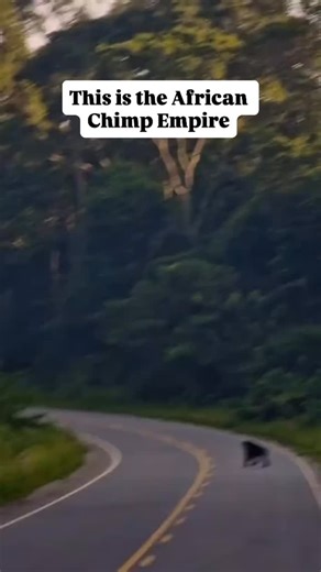 Did you know chimpanzees often walk in a line when crossing roads or moving through areas with people? They do it for a few smart reasons: 1. Safety – Staying in a line helps them watch for danger and protect one another. 2. Leadership – The dominant chimp leads the way, keeping the group together. 3. Habituation – Over time, they get used to human presence and man-made paths. This behavior shows just how intelligent and organized chimpanzees are. Video credit: @budongo_chimps_and_birds | Jerry 