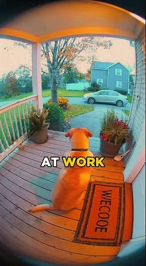 This UPS Driver Is a Hero 🙏