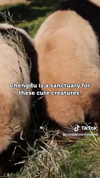 Explore Chengdu, Sichuan: Pandas, Hotpot, and More!