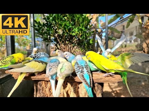 4K videos parakeet : Parakeet sounds for lonely birds 1 hour.