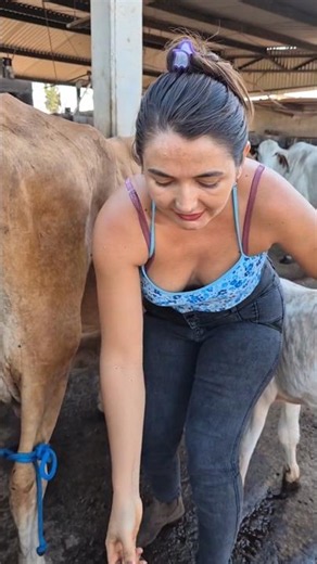 dairy farming cow milking #farming #dairy #milk #agro #ytshorts #reels #uzbekistan #milking #cow