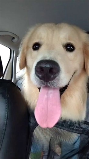 This buddy is too cute to handle 🐶❤️