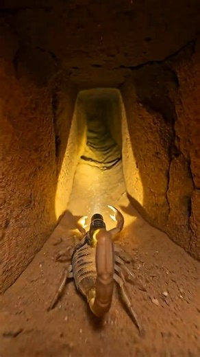 Inside a Desert Scorpion’s Secret Underground Colony 🦂 | Macro POV Adventure #shorts