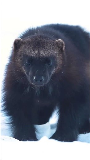 Close-Up Wolverine Walking in the Snow 🐾❄️ #waterfall #drone #travel #scenicjourney #nature