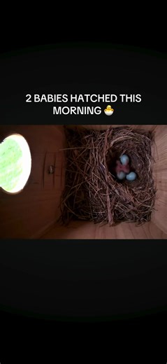 IT HAPPENED 😭🐣 We woke up to 2 baby bluebirds this morning 💙 I can’t believe this is happening Watching live right now 👀 #birdcam #babybirds #wildlife #nature #fyp