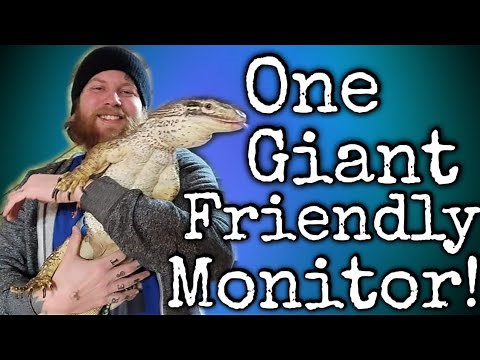 I Own The BIGGEST And Friendliest Argus Monitor On You Tube