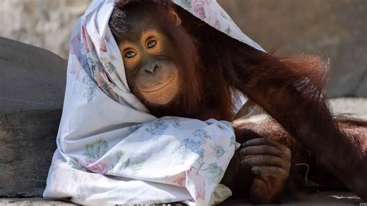 Animals get cold, too. Watch how this Florida zoo get residents ready for the chill