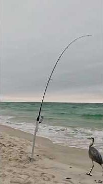 This is the fish EVERYONE wants to catch from the beach! #saltwaterfishing #beach