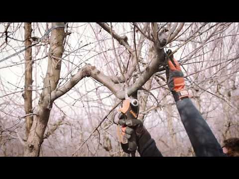 BCL22 ELECTRIC SECATEURS