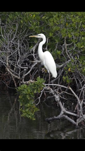 white heron in pond #heron #bagula #bird #wildlife #viral #trending #india #trendingshorts #like