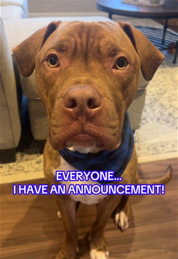 The wait is over! Results are in and we are SHOOK 🧬 @Embark Vet really said ‘surprise!’ If you’ve ever looked at your dog and said ‘what ARE you?’—dont hesitate.. get the test today!!! #dog #dogs #dogsoftiktok #dogsofttiktok #dogsoftiktokviral #dogsoftiktoks #dogsoftik #dogtiktok #dogtok #dogbreed #dna #dnatest #dogdnatest #dnaresults #results #resultsarein #surprise #announcement #wicked #wickedmovie #wickedthemusical #embark #embarkvet #embarkvet #fordogs #foryouu