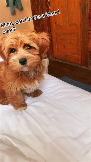 🐶 Watch as this adorable Bichon Havanese pup invites a furry friend over! 🐾❤️ #DogPlaydate #BichonHavaneseLove #PuppyParty #bishonhavanese #cutedog