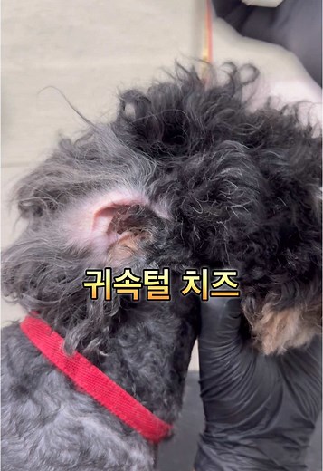 귀속털 관리 안해주면 귀염증 생길 수 있어요~ 특히 습도가 높아지는 여름철 관리 필수입니다! #푸들 #말티 #비숑 #말티푸 #강아지위생미용 #위생미용 #귀청소 #귀속털 #강아지미용 #애견미용사