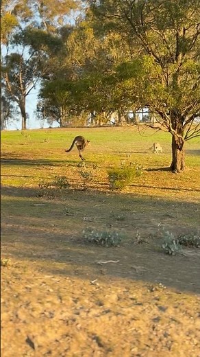 Kangaroos in Australia | Wildlife Up Close 🦘🌿